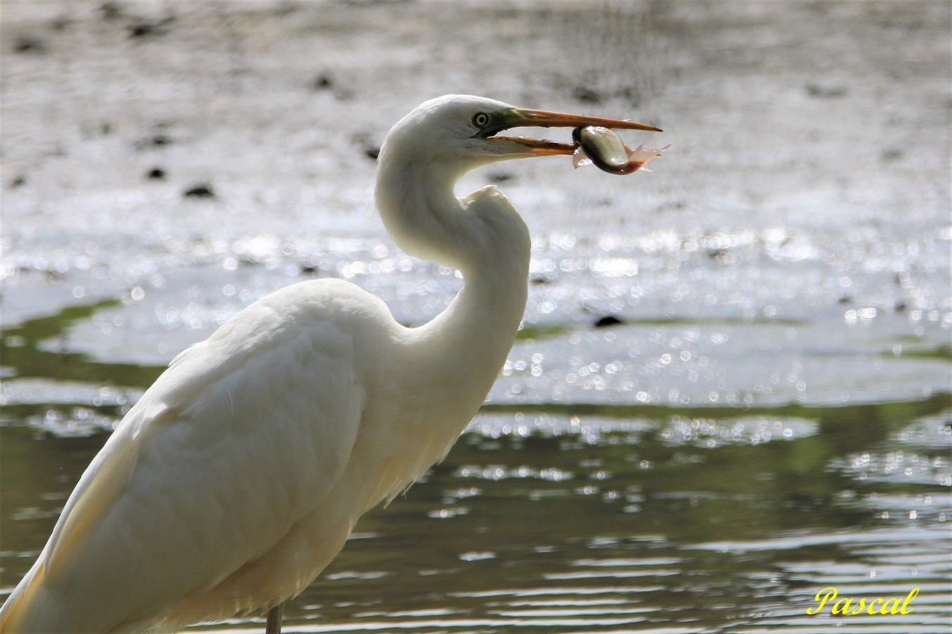 Grande Aigrette 7.JPG