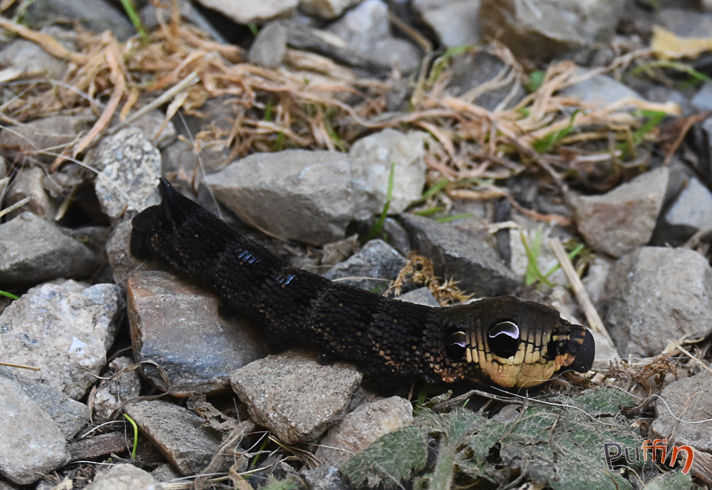 DSC_2710.JPG