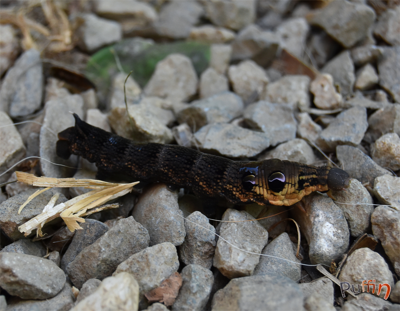DSC_2718.JPG