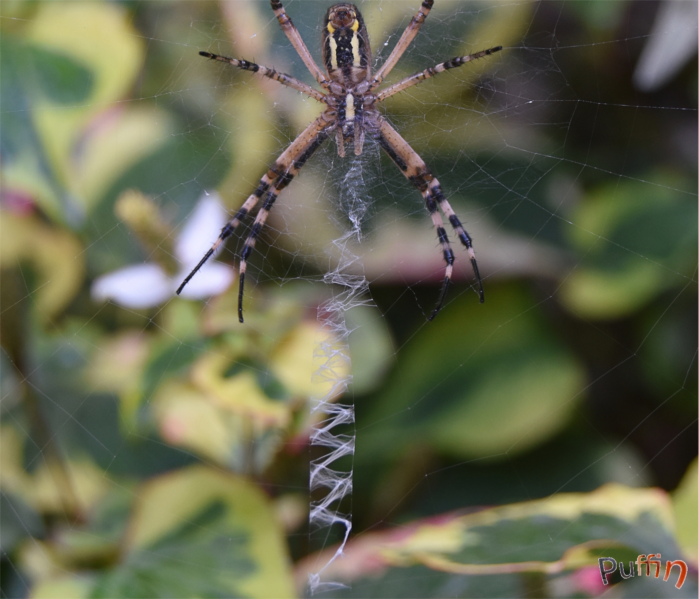 DSC_2679.JPG