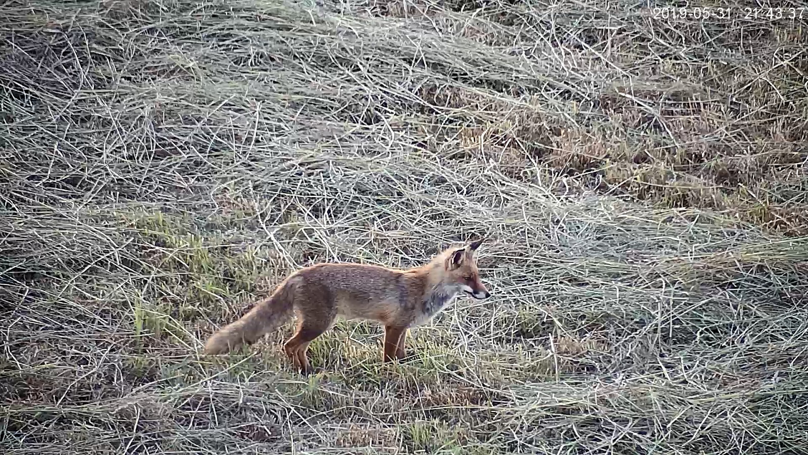 renard.jpg
