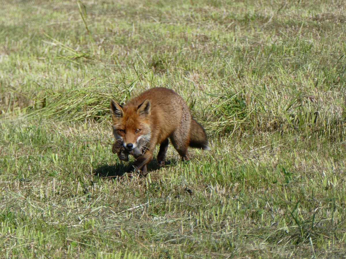 renarde chasse 1.jpg