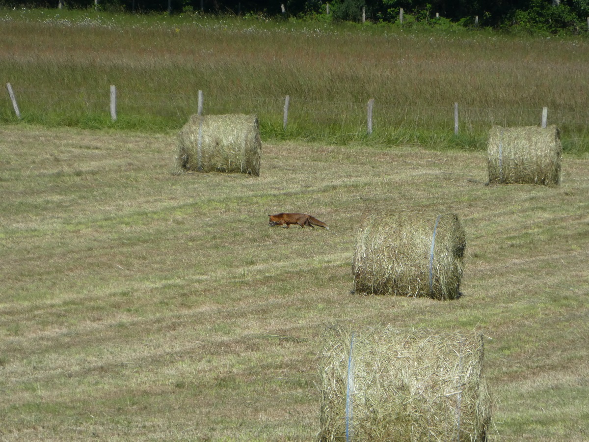 renarde chasse.jpg