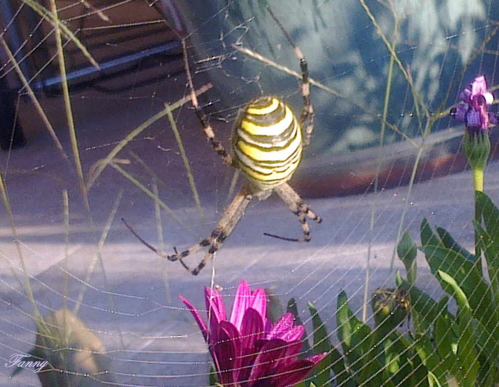épeire fasciee Signée.jpg