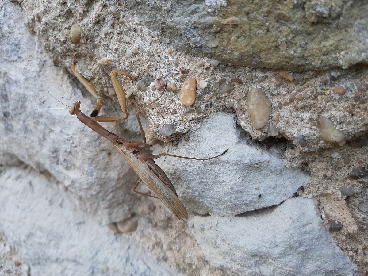 Mante Religieuse beige.jpg