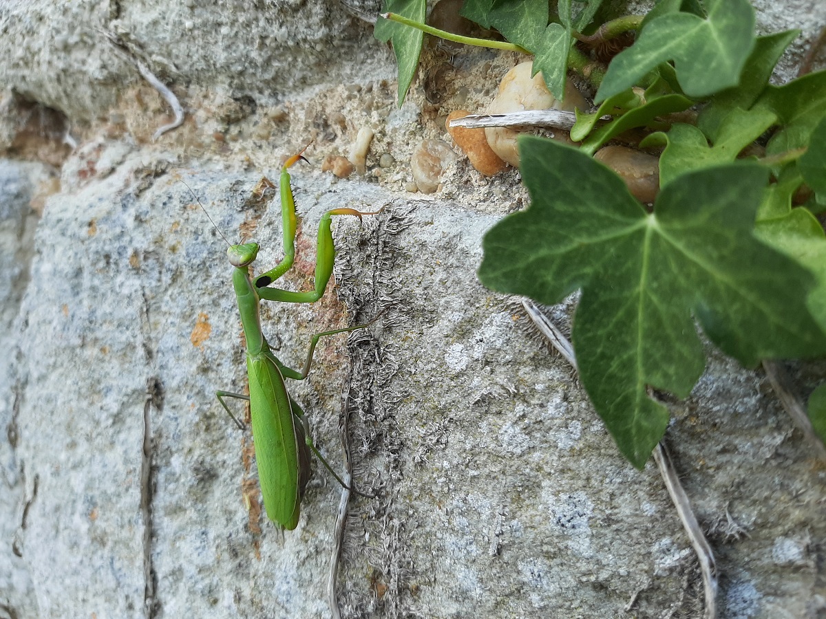 Mante Religieuse verte 1.jpg