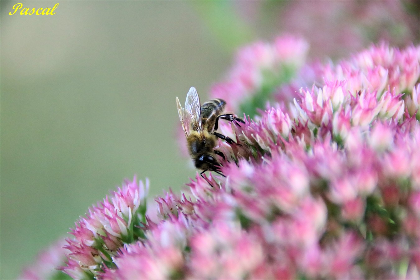 Abeille noire mellifera mellifera.JPG
