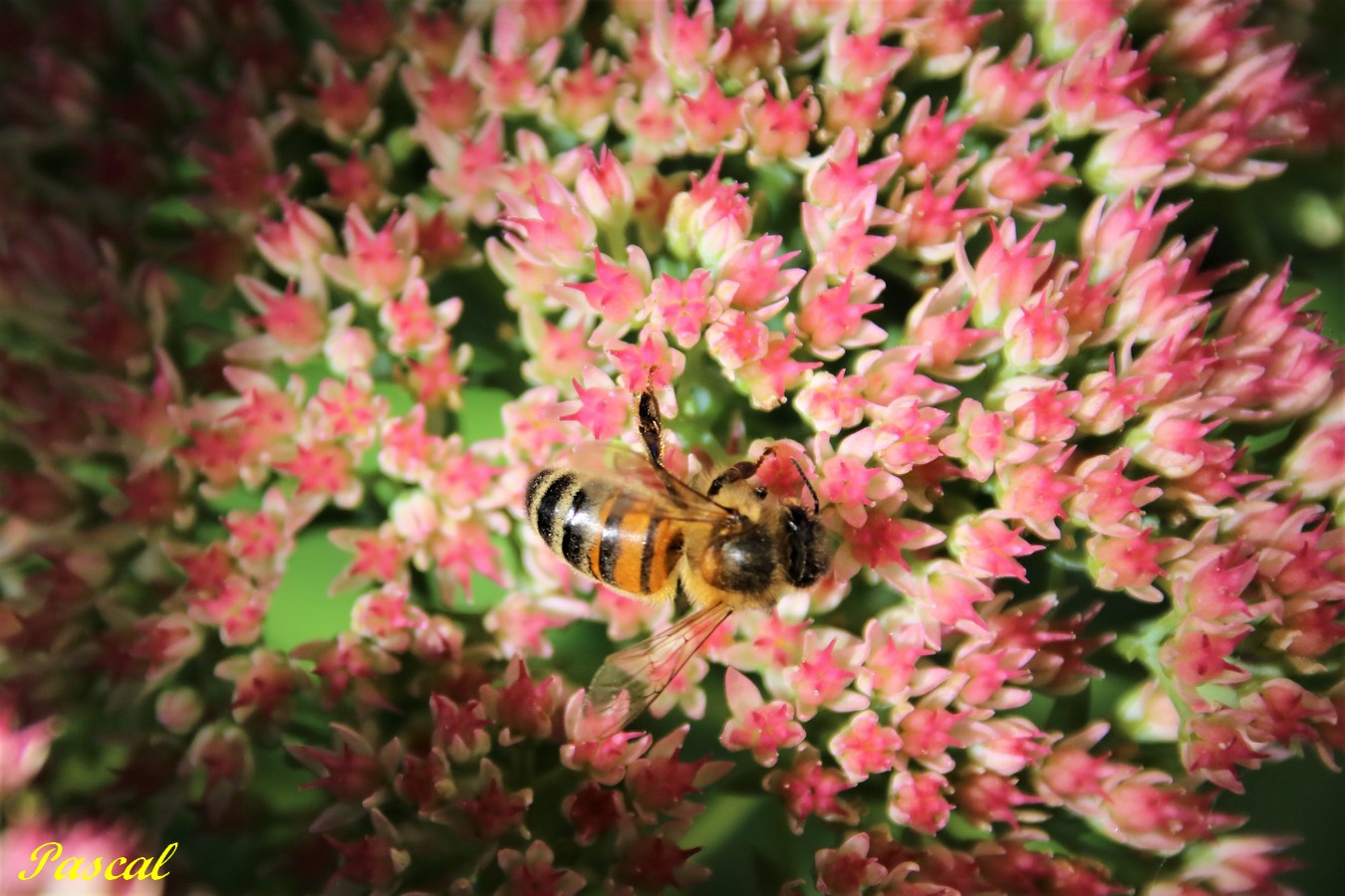 Abeille Européenne.JPG