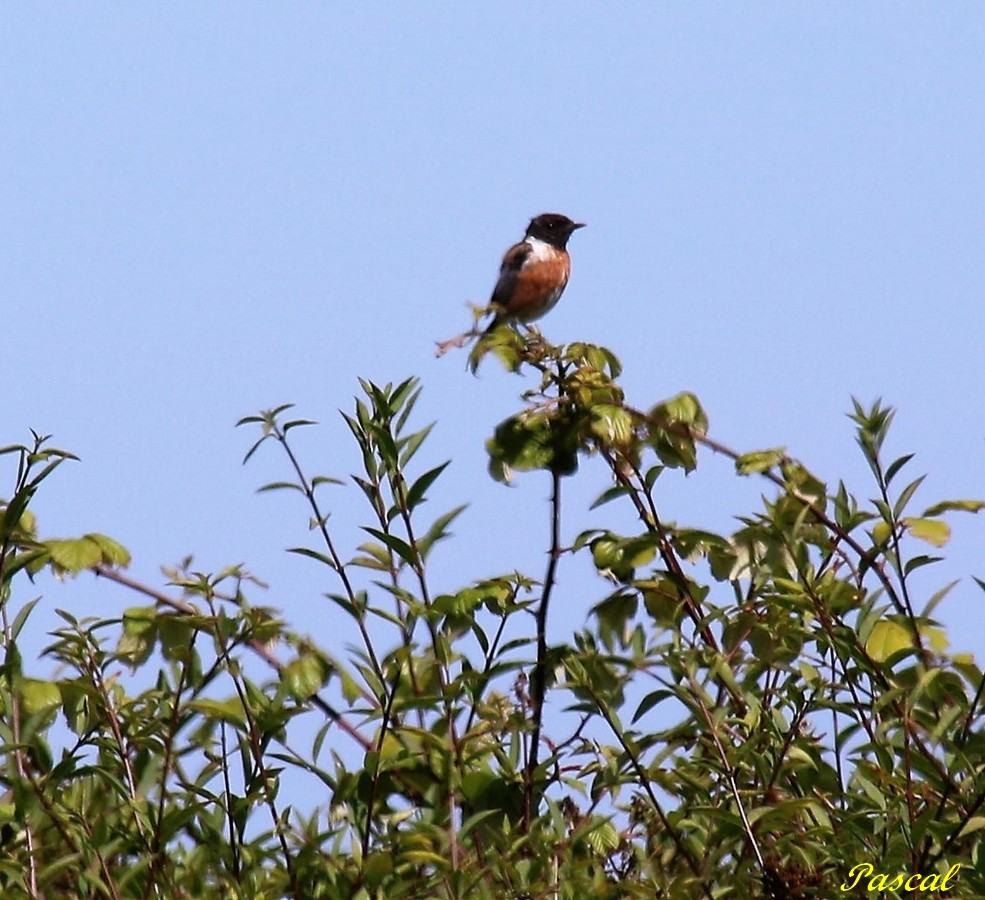 Tarier pâtre - Copie.jpg