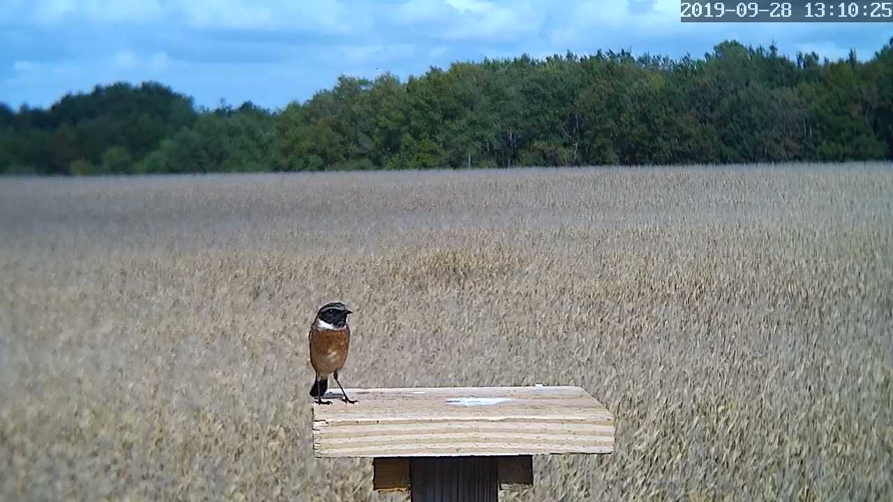 Tarier des prés Mâle.jpg