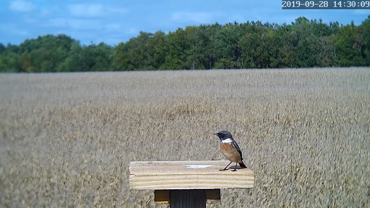 Tarier pâtre Mâle.jpg