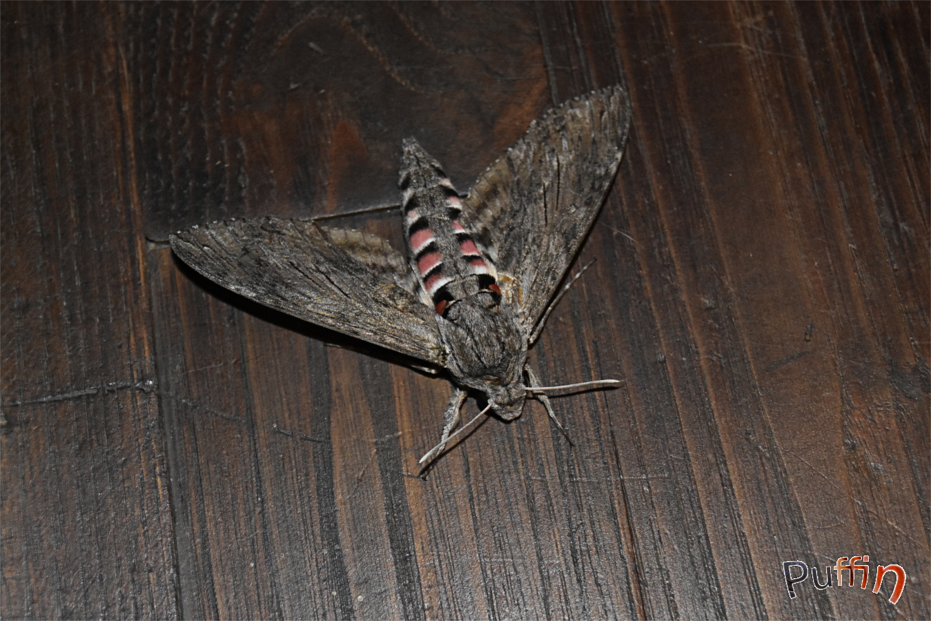 DSC_2765.JPG