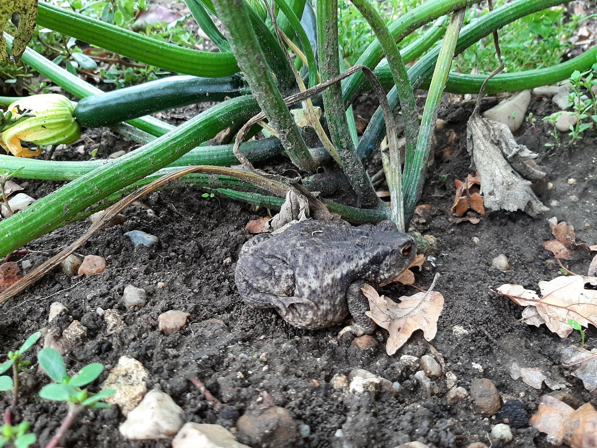 crapaud 1.jpg
