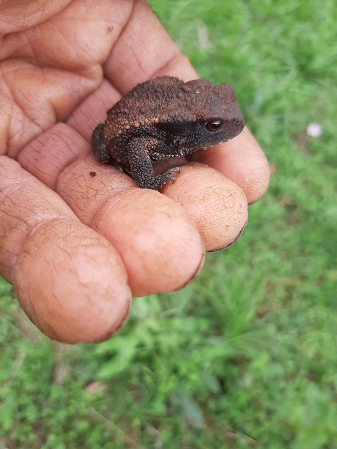 crapaud 3.jpg