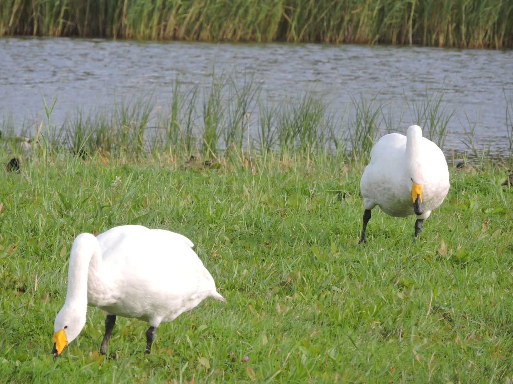cygnes.JPG