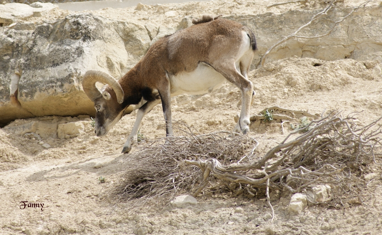 Mouflon Corse  signéDSC33122-.jpg