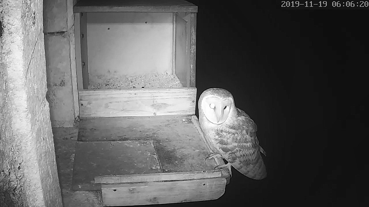 Effraie nichoir crécerelles.jpg