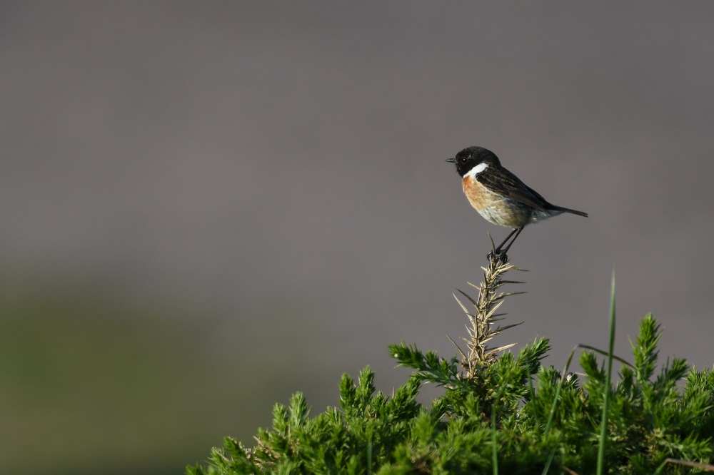 DSC_0743.jpg