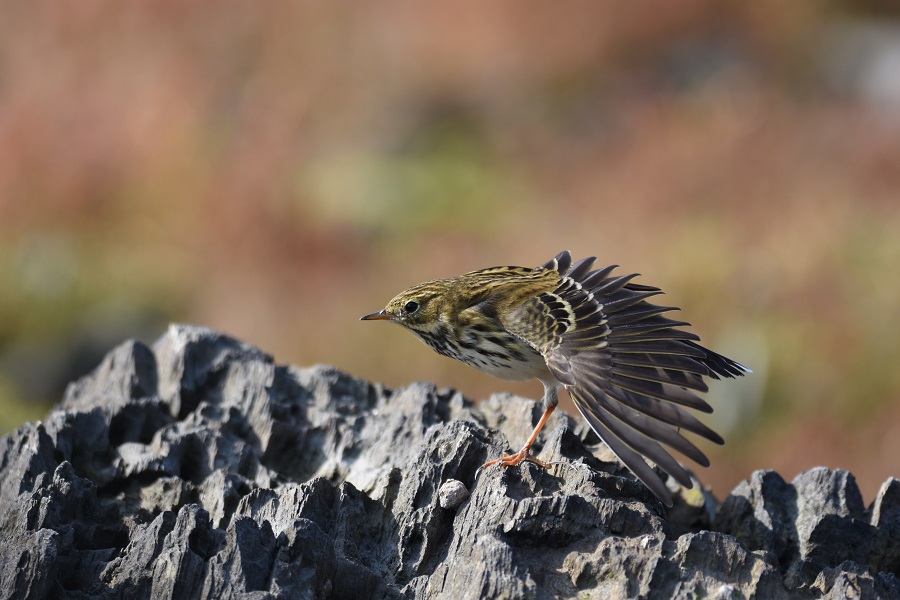 DSC_1497.jpg