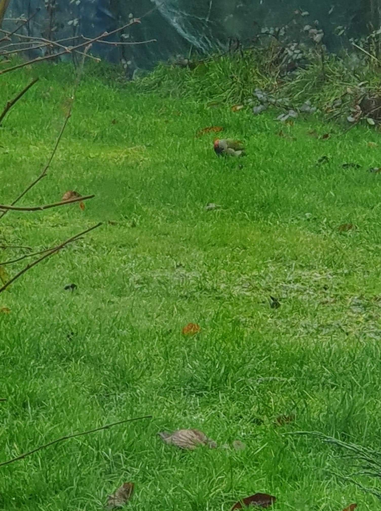 received_1608311475978810.jpeg