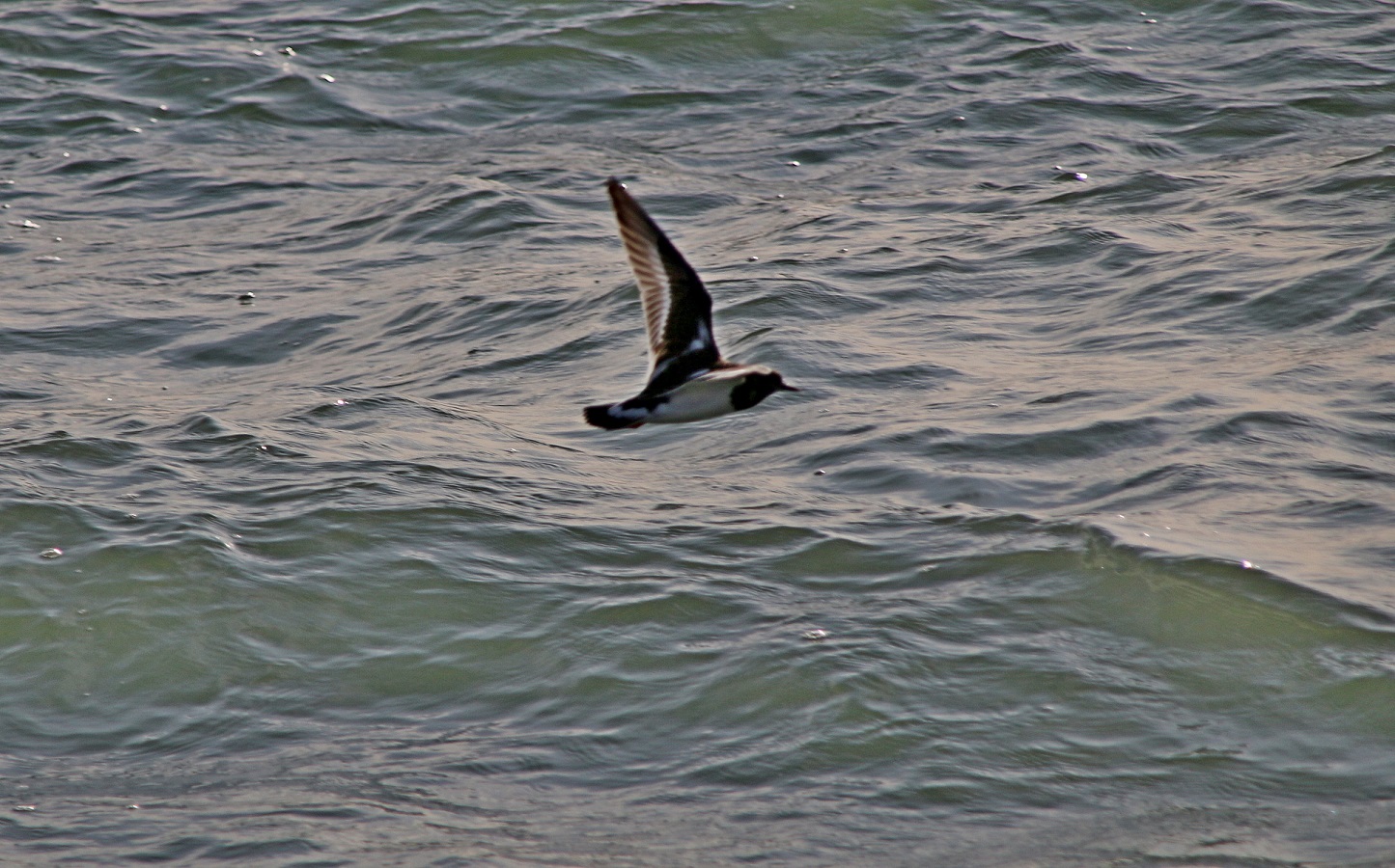 IMG_9421.JPG