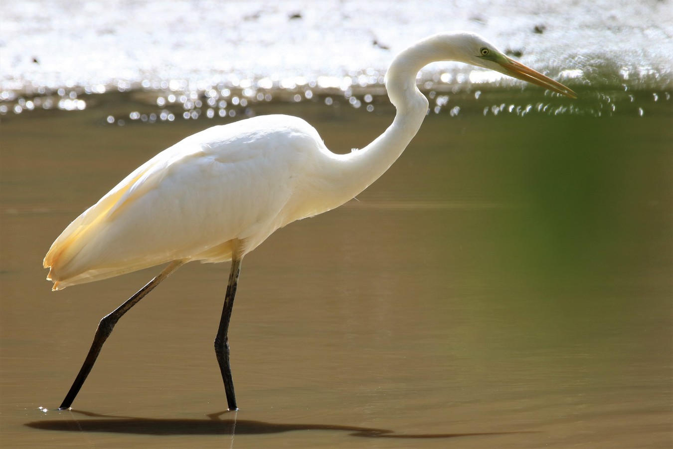 Grande Aigrette étang la Favière Samedi 31 Août 2019 (5) - Copie.JPG