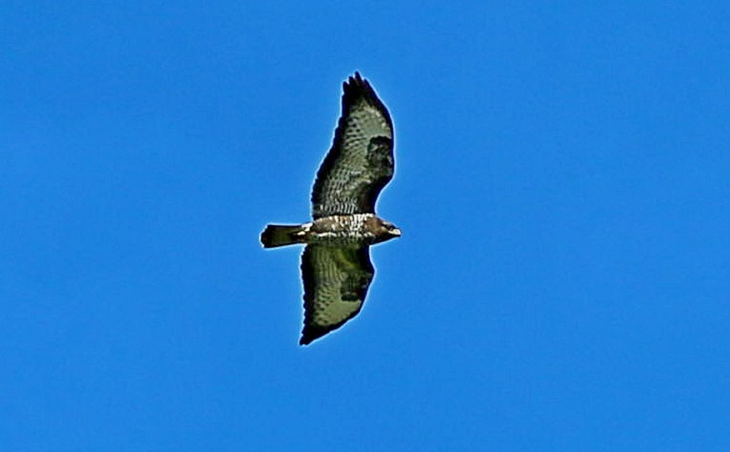 AC2A8239 (1).JPG