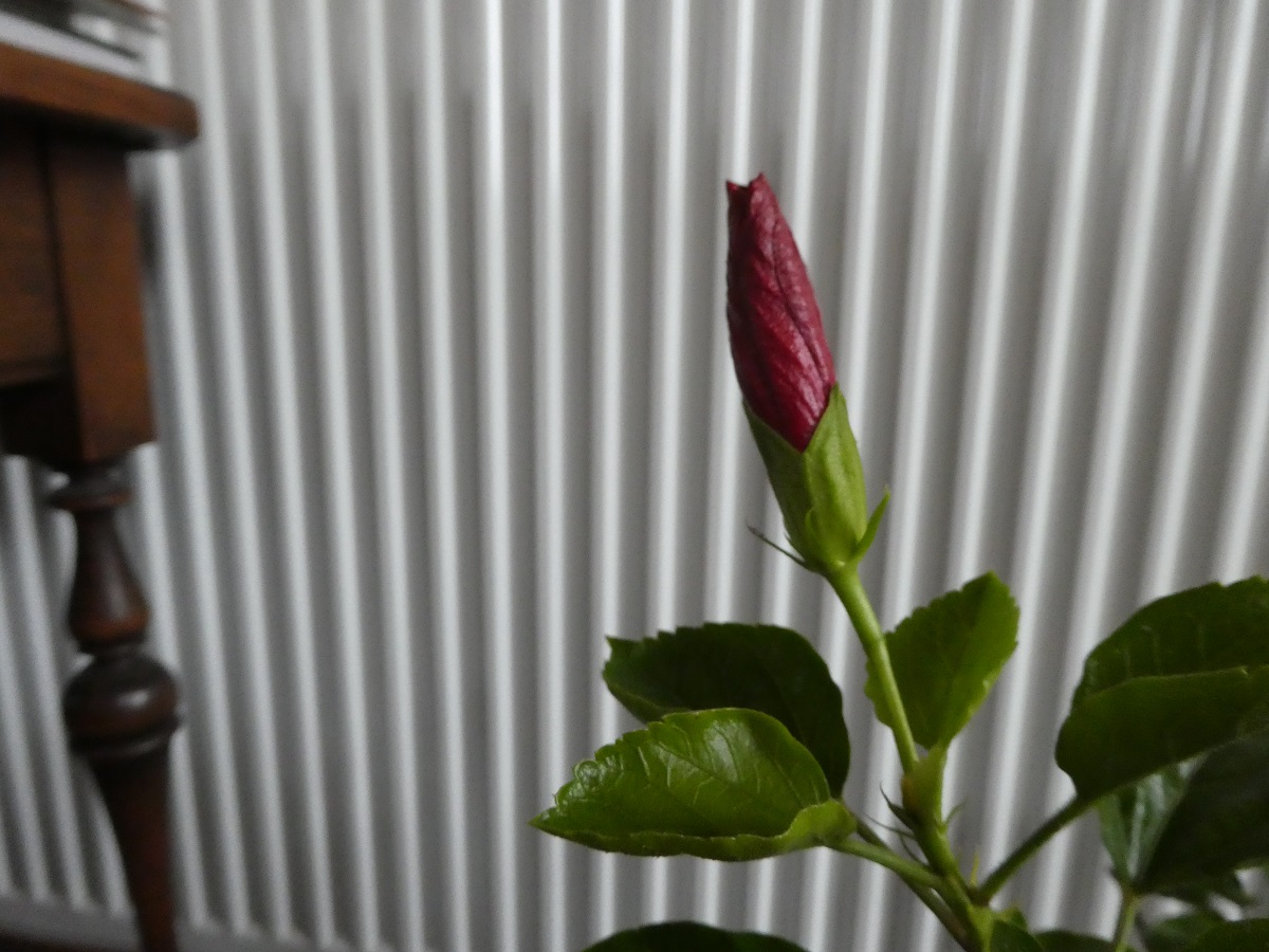 Hibiscus bouton.jpg