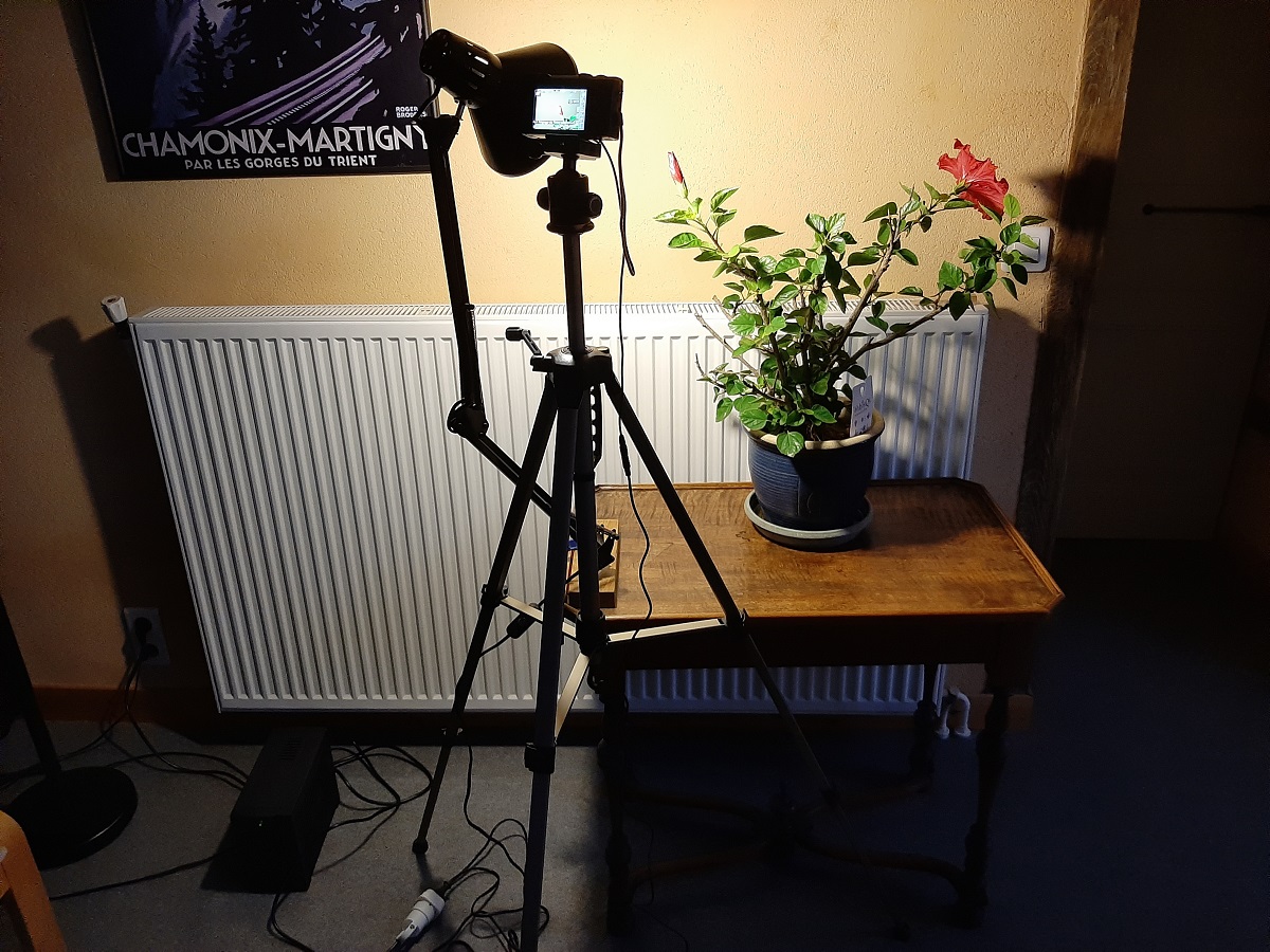 video Hibiscus.jpg