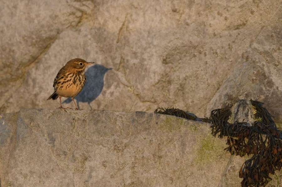 DSC_0142.jpg