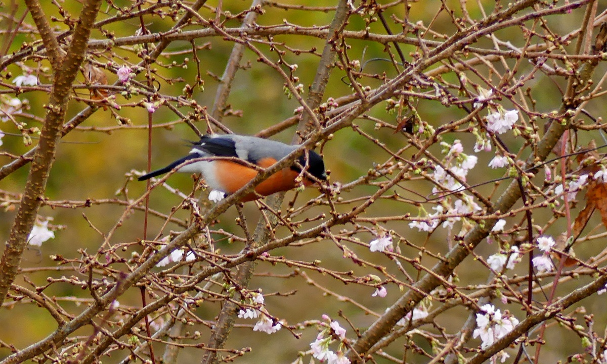 23.12.2019Lumix.jpg_10.jpg