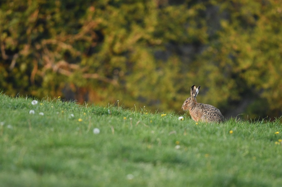 DSC_8541 - Copie.jpg