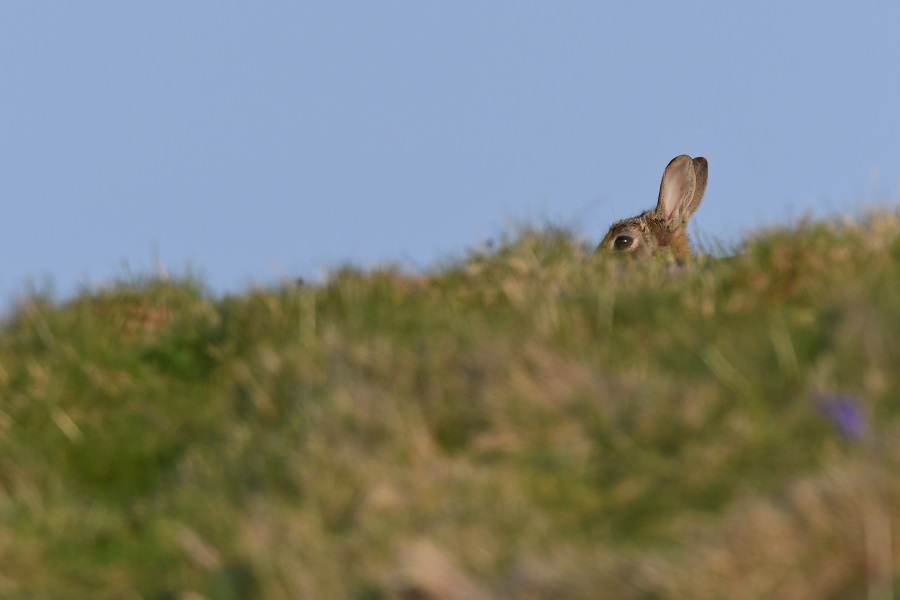DSC_0969 - Copie.jpg