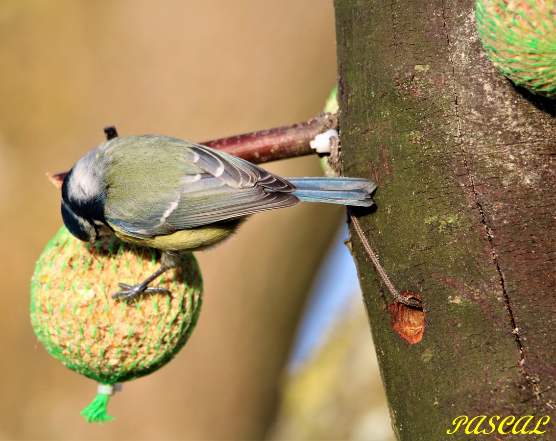 Mésange Bleu sur boule de graisse.JPG