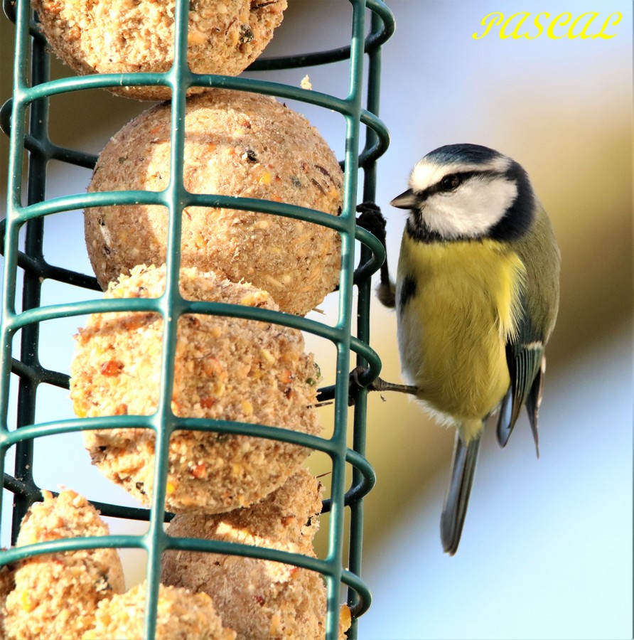 Mésange Bleu sur suspension 29 12 2019.JPG