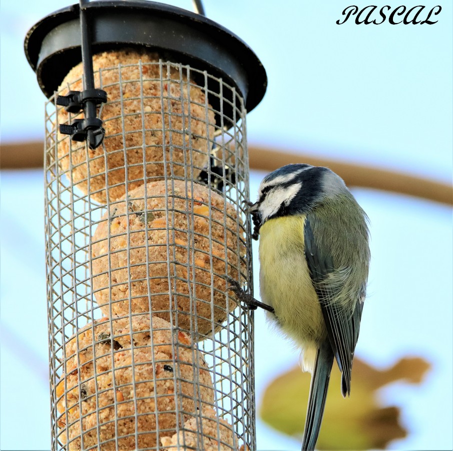 Mésange Bleu sur suspension.JPG