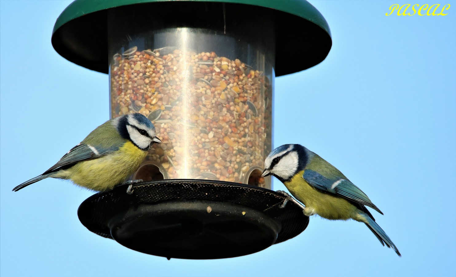 Mésanges Bleu sur mangeoire suspendue.JPG