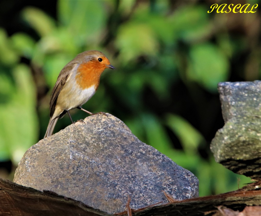 Rouge-gorge près abreuvoir 29 12 2019.JPG