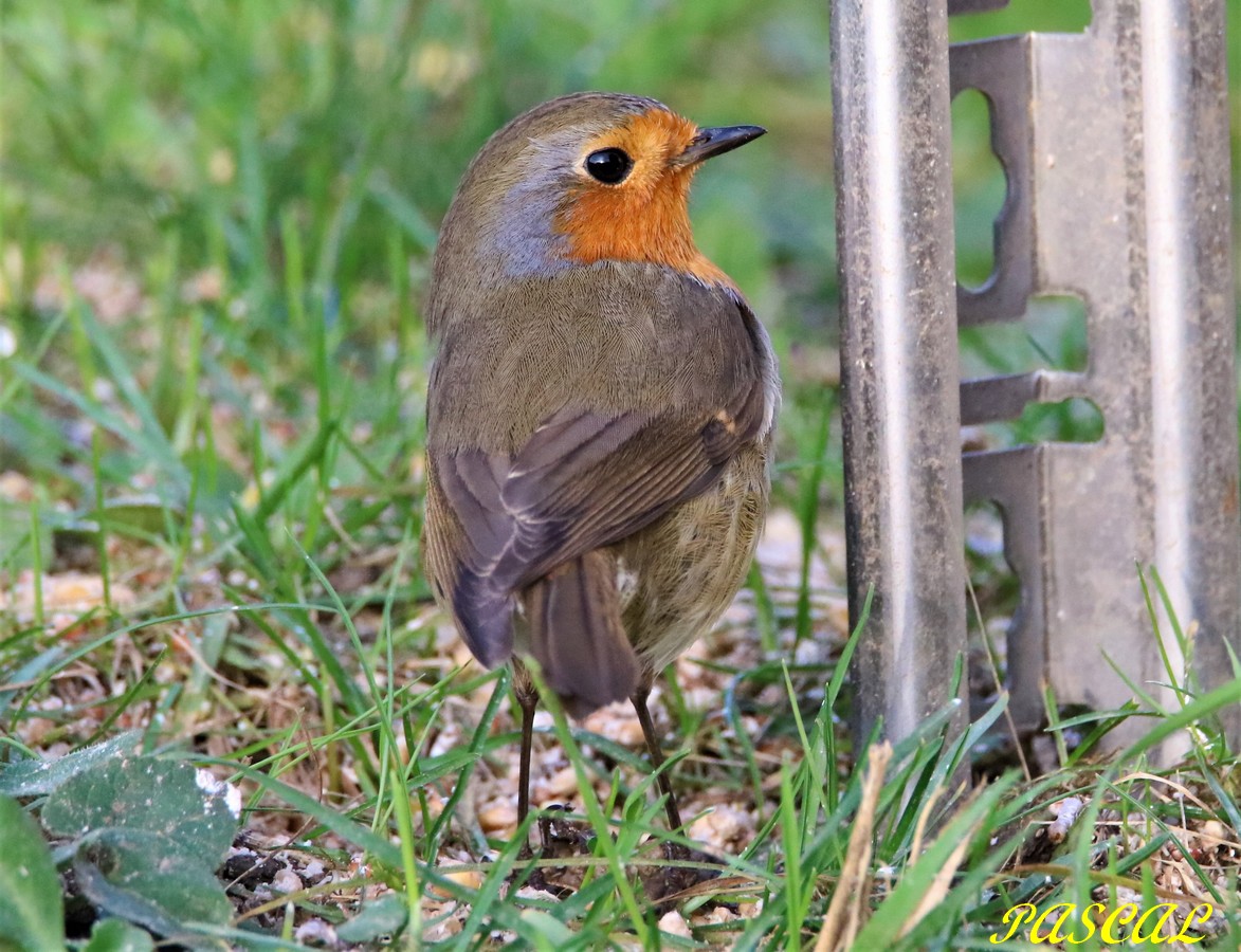 Rouge-gorge se nourissant au sol 29 12 2019.JPG