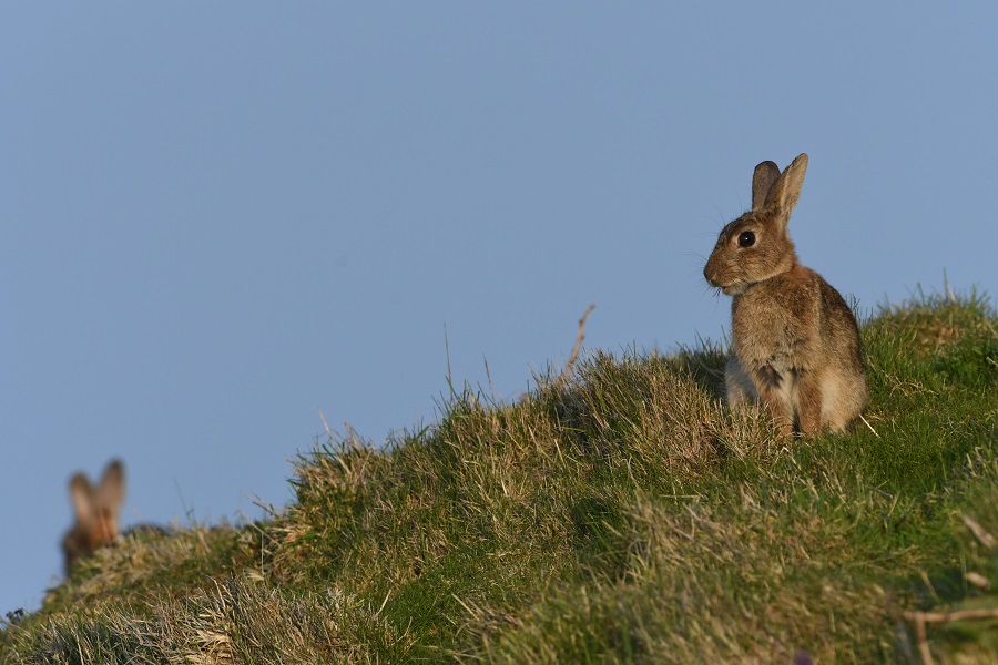 DSC_1010 - Copie.jpg