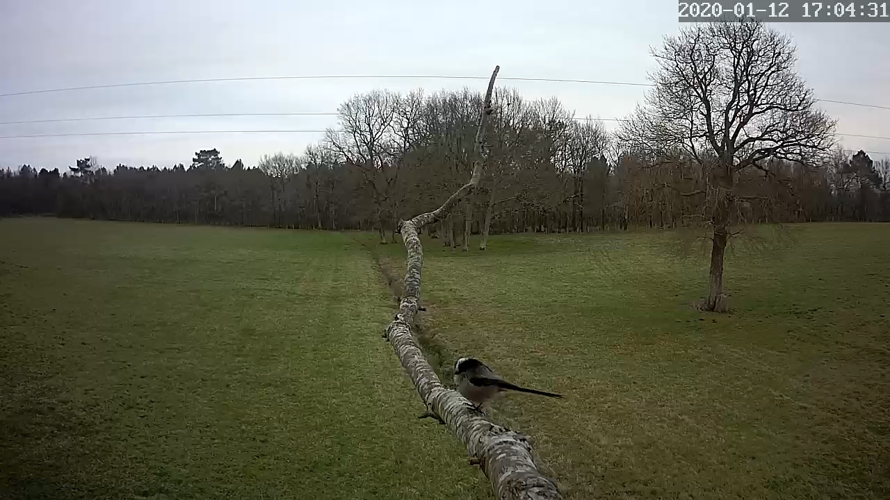 Mésange a longue queue.jpg