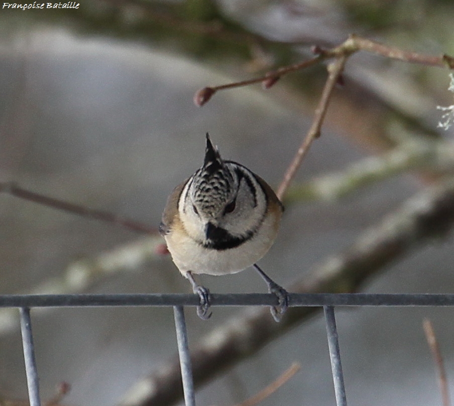 IMG_0382_GF - Copie.jpg