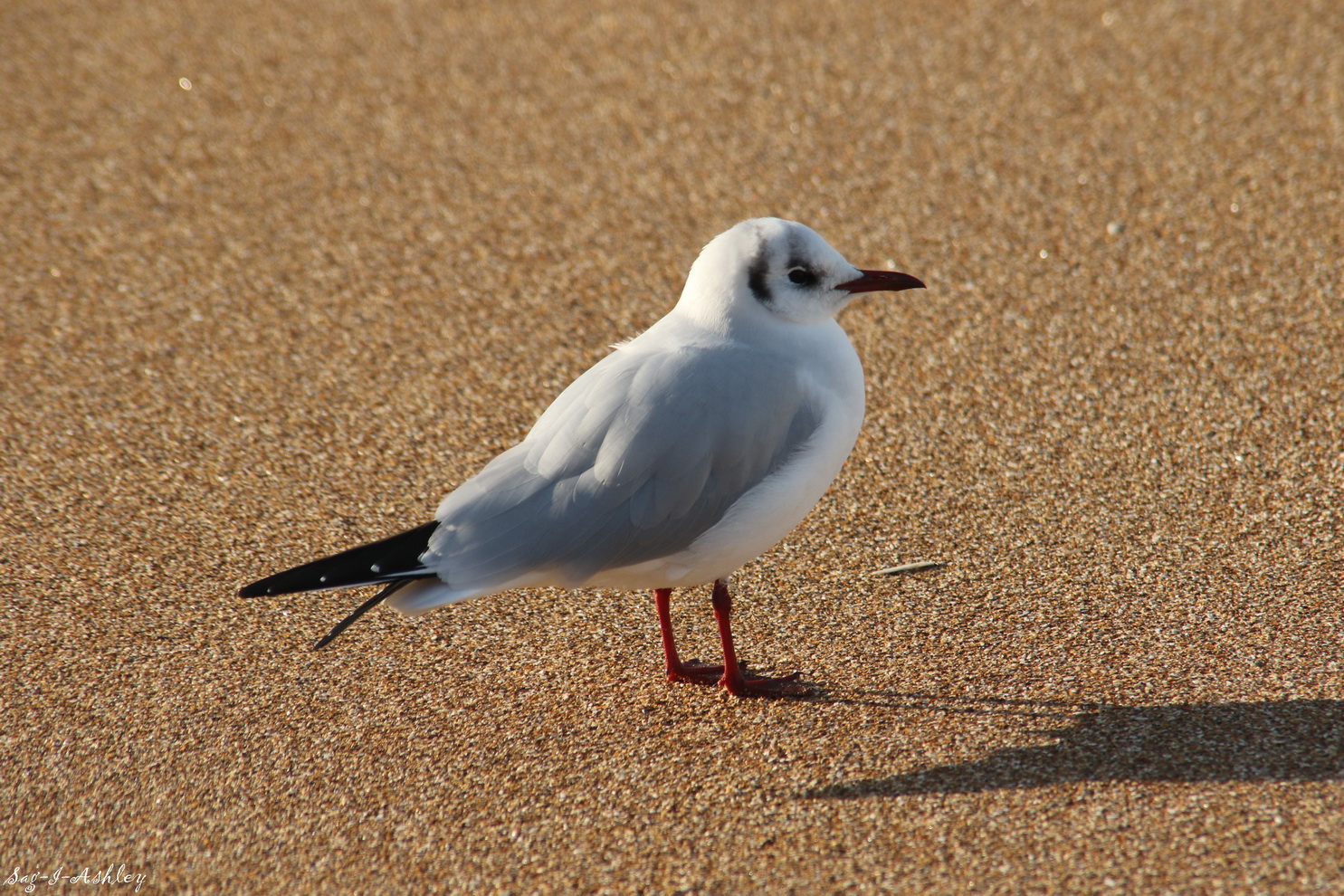 Mouette rieuse en habit d'hiver