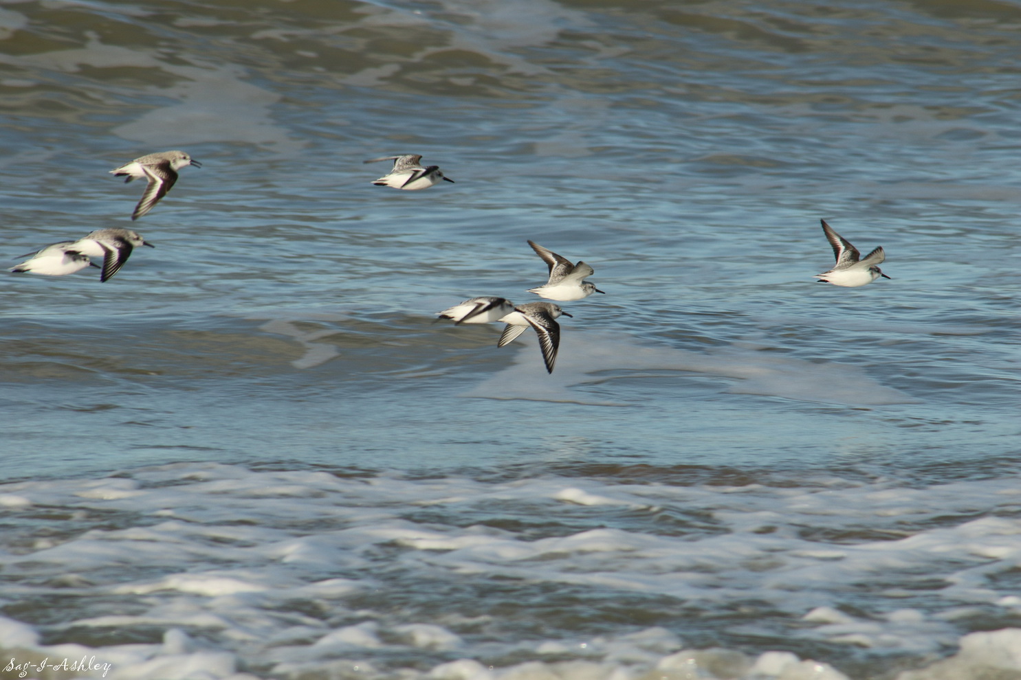 Vol de Sanderlings