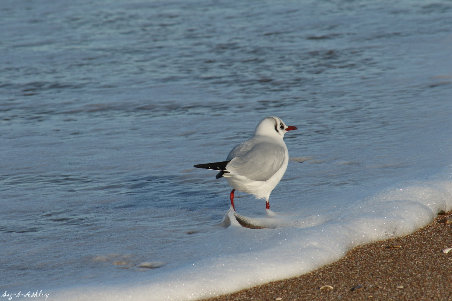 Mouette rieuse