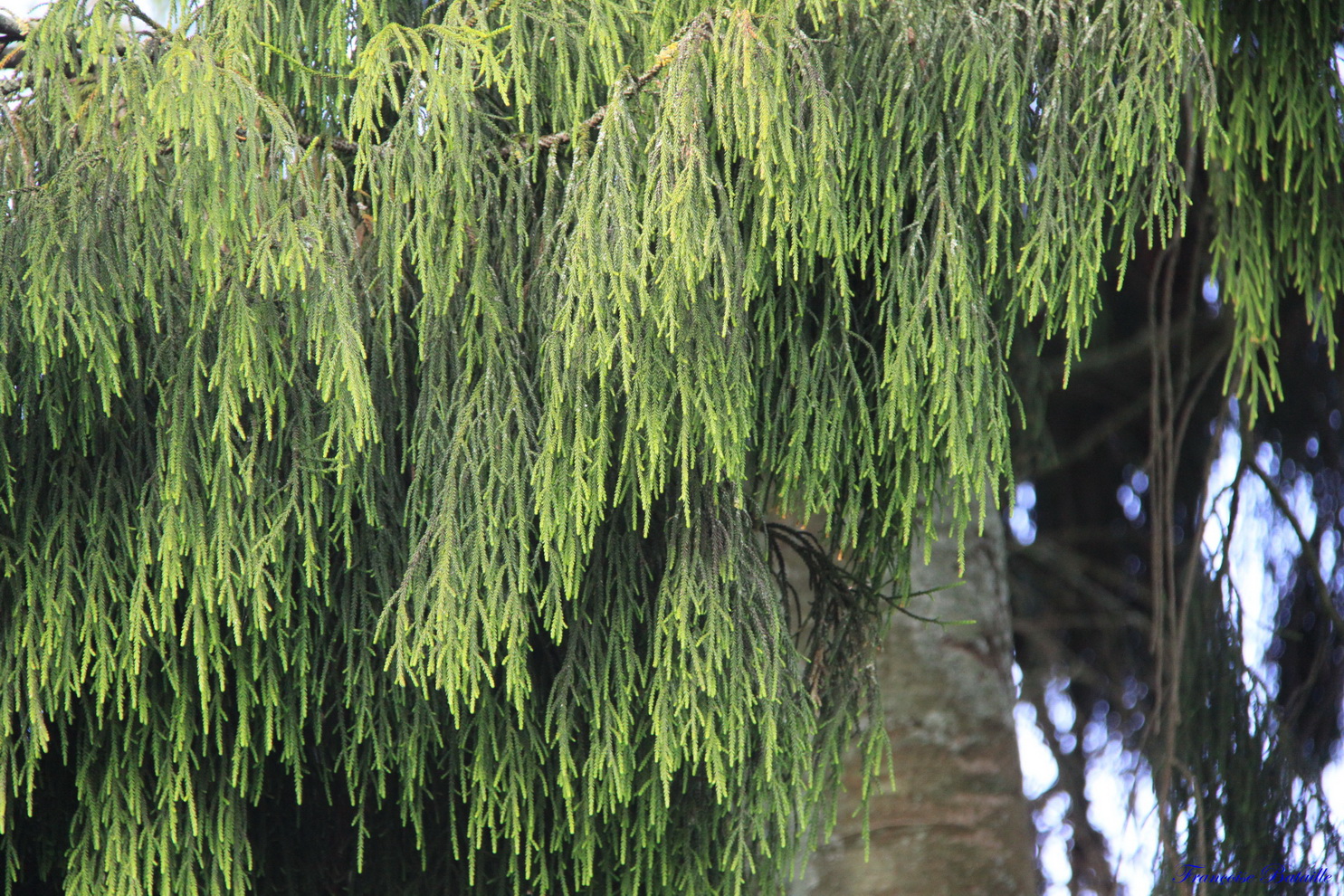 IMG_5809 Rimu  (Copier).JPG