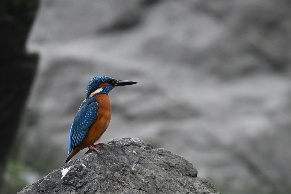 DSC_1410 - Copie.jpg