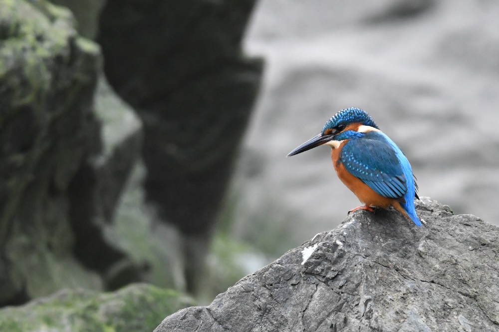 DSC_1465 - Copie.jpg