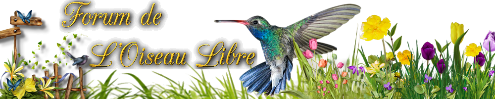 banniere.png