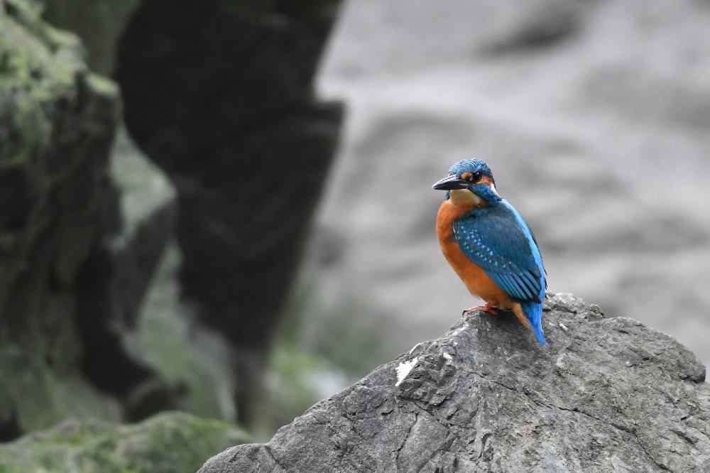 DSC_1420 - Copie.jpg